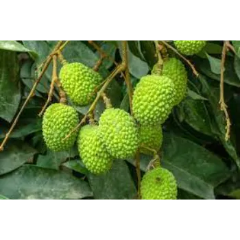 Green Litchi Plant